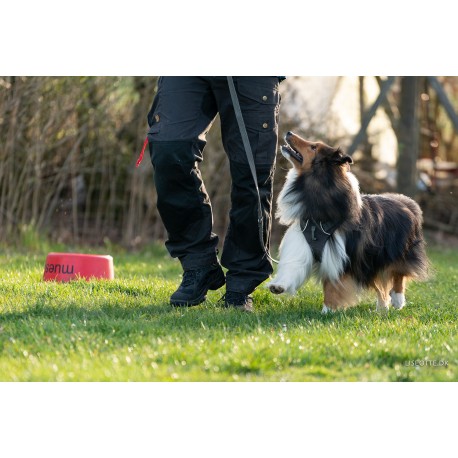 Begynder Hvalpehold- OPSTART